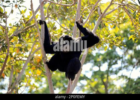 Siamang (Symphalangus syndactylus), erwachsener Anrufer auf dem Baum, Südostasien Stockfoto