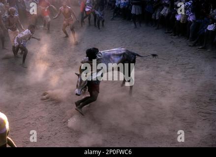 Jallikattu in Alangnallur während des Pongal Festivals in der Nähe von Madurai Tamil Nadu, Indien Stockfoto