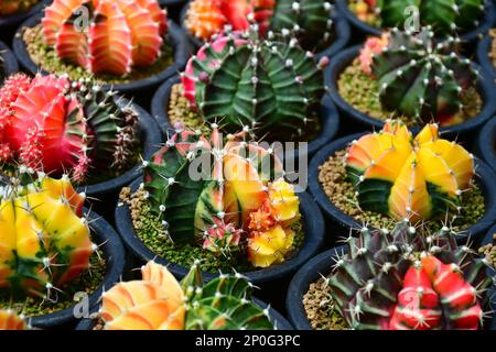 Farbenfrohes Gymnocalycium, variegiertes Gymnocalycium in einer offenen Kaktusfarm. Stockfoto