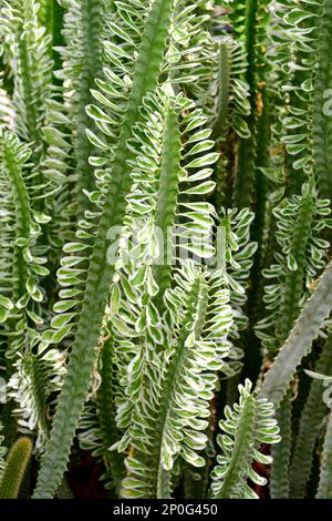 Indischer Spurgetree oder Euphorbia neriifolia in einer offenen Kaktusfarm. Euphorbia ist eine sehr große und vielfältige Gattung von Blütenpflanzen, die gemeinhin als Spurf bezeichnet wird Stockfoto