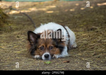 Kleiner brauner und weißer Hund, der nachmittags auf einem Bauernhof schläft Stockfoto