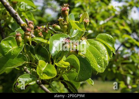 Unreife Birnen in Wassertropfen im Garten an einem Sommertag Stockfoto