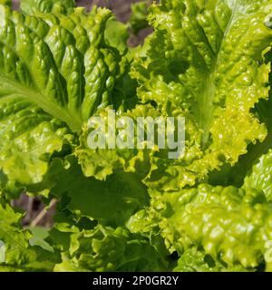 Salatblätter im Sonnenlicht. Abstrakter Hintergrund. Textur Stockfoto