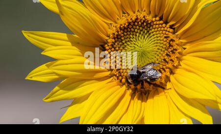 Schwarz-gelb gestreifte Biene, Honigbiene, befruchtende Sonnenblumen, Nahaufnahme des einzelnen Sonnenblumenkopfes mit gelben Blütenblättern und schwarzen Samen Stockfoto