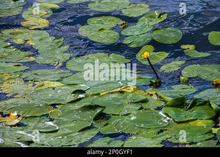 Wasserlilie Blätter und gelbe Wasserlilie binden Lilienblüten. Fotografiert während eines sonnigen Tages im See. Wolken, die von der Oberfläche der Verbindung reflektiert werden. Stockfoto