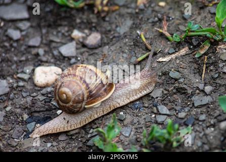 Eine Schnecke kriecht auf dem Boden, regnerisches Wetter. Stockfoto