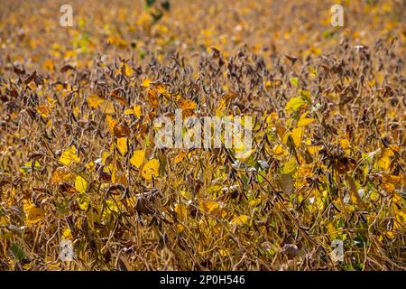 Reife Sojabohnen auf dem Feld, bereit für die Ernte. Stockfoto