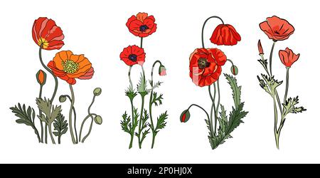 Poppy August Geburtsmonat Blume farbenfroher Vektor. Stock Vektor