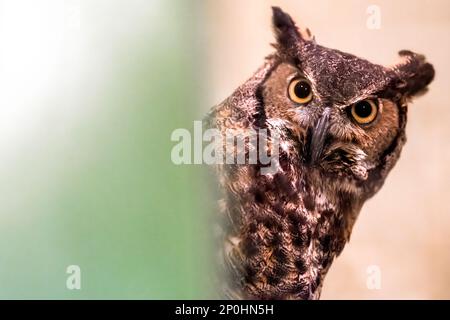 Im MOSH (Museum of Science and History) in Jacksonville, Florida, befindet sich eine Grossoheule (Bubo virginianus), auch bekannt als Höhleneule oder Tigereule. (USA) Stockfoto