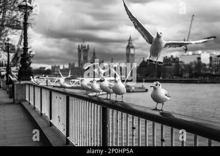 Schwarzweißbild von Möwen, die auf einem Gleis in der Nähe des London Eye an der Themse sitzen. Stockfoto