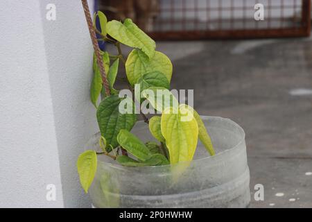 Schwarze Pfefferpflanze wird auf einem recycelten Kunststoffbehälter im Hausgarten angebaut. Schwarzer Pfeffer ist auch ein Medikament und hat viele gesundheitliche Vorteile Stockfoto