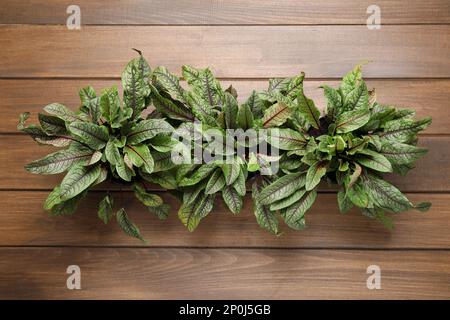 Sorrel Pflanzen auf Holztisch, Draufsicht Stockfoto