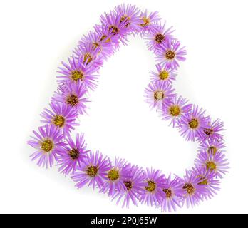 Herzsymbol aus violetten Blumen und Kamille isoliert auf weißem Hintergrund. Flach verlegt. Draufsicht. Stockfoto