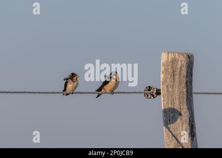 Schneckenschwalben (Hirundo rustica), die auf einem Zaun in den Salzwiesen von Juist, Ostfriesische Inseln, Deutschland, sitzen. Stockfoto