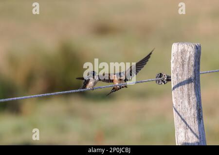 Schneckenschwalben (Hirundo rustica), die auf einem Zaun in den Salzwiesen von Juist, Ostfriesische Inseln, Deutschland, sitzen. Stockfoto