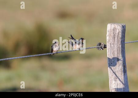 Schneckenschwalben (Hirundo rustica), die auf einem Zaun in den Salzwiesen von Juist, Ostfriesische Inseln, Deutschland, sitzen. Stockfoto