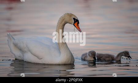 Schwanenfamilie. Ein weißer, stummer Schwanenvater mit grauen Babyzygneten, die im Frühling zusammen schwimmen. Cygnus olor im Genfer See. Stockfoto