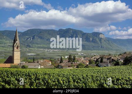 Berühmtes Weindorf Tramin an der Weinstraße, Trentino, Südtirol, Italien Stockfoto