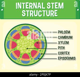 Darstellung des inneren Aufbaus des Stammes Stock Vektor