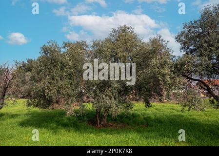 Bio-Olivenbaum mit unreifen Oliven an sonnigen Tagen Stockfoto