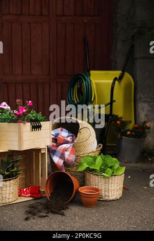 Schöne Pflanzen und verschiedene Gartengeräte im Freien Stockfoto