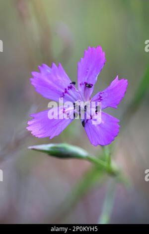 Dianthus deltoides, allgemein bekannt als Maiden rosa, wilde Blume aus Finnland Stockfoto