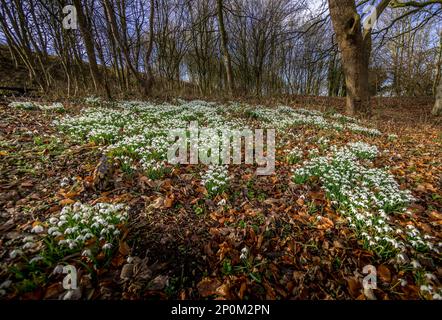 Waldgebiet im Frühling mit einem Schneegropfteppich Stockfoto