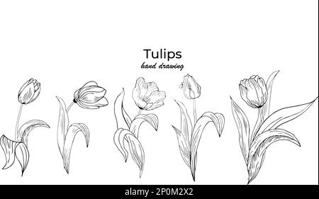 Blumiger Hintergrund mit Tulpen. Von Hand zeichnen Stock Vektor