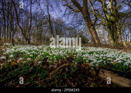 Waldteppich von Schneeglöckchen im Frühling. Stockfoto
