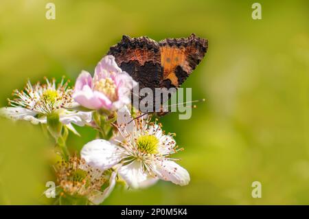 Ein Schmetterling sitzt auf einer Blume und knabbert Nektars Stockfoto