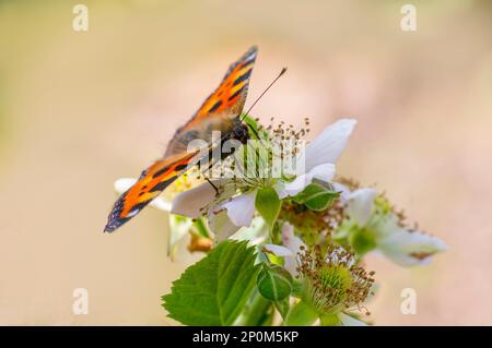 Ein Schmetterling sitzt auf einer Blume und knabbert Nektars Stockfoto