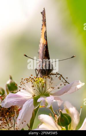 Ein Schmetterling sitzt auf einer Blume und knabbert Nektars Stockfoto