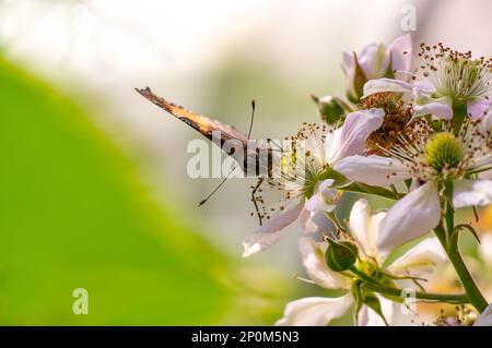 Ein Schmetterling sitzt auf einer Blume und knabbert Nektars Stockfoto