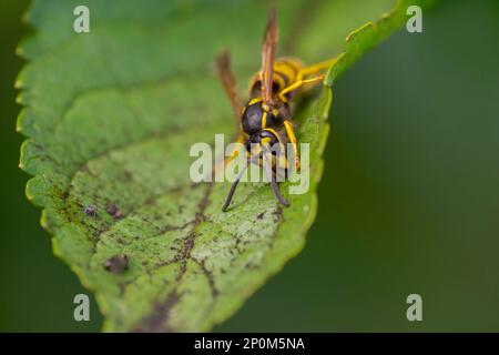 Eine Wespe sitzt auf einem Blatt und knabbert Honigtau aus Blattläusen Stockfoto