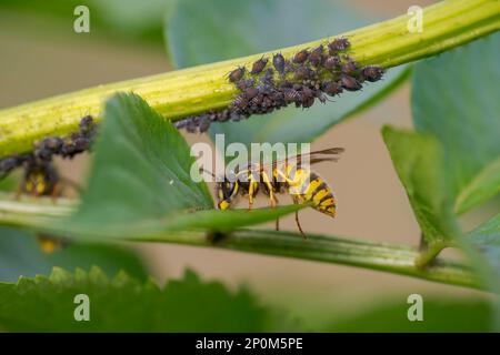 Eine Wespe sitzt auf einem Blatt und knabbert Honigtau aus Blattläusen Stockfoto