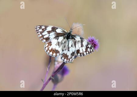 Ein Schmetterling sitzt auf einer Blume und knabbert Nektars Stockfoto