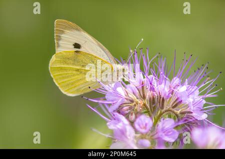 Ein Schmetterling sitzt auf einer Blume und knabbert Nektars Stockfoto