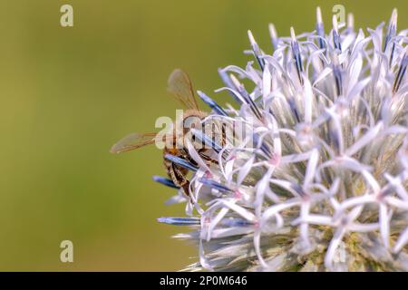 Eine Biene sitzt auf einer lila Distelblume und knabbert Nektars Stockfoto
