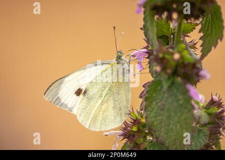 Ein Schmetterling sitzt auf einer Blume und knabbert Nektars Stockfoto