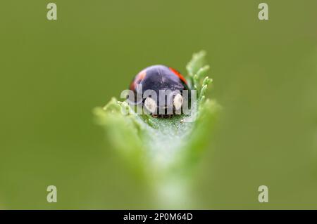 Ein Marienkäfer sitzt auf einem grünen Blatt Stockfoto