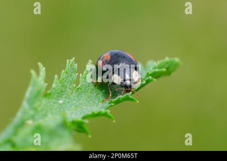 Ein Marienkäfer sitzt auf einem grünen Blatt Stockfoto