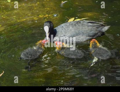 Eine eurasische Hussmutter (Fulica atra) füttert ihre jungen Küken in einem Parksee. Die Babys werden mit bunten Köpfen geboren, die sich schwarz und weiß verwandeln, wenn sie zu Erwachsenen heranwachsen. Stockfoto