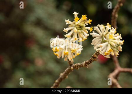 Auffallend schön und nützlich Edgeworthia chrysantha, orientalischer Paperbush, Mitsumata. Natürliches Blumenporträt aus der Nähe Stockfoto