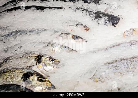 Verschiedene Sorten von frischem ganzen Fisch und in Stücke geschnitten mit Eis auf der Theke. Essen Stockfoto