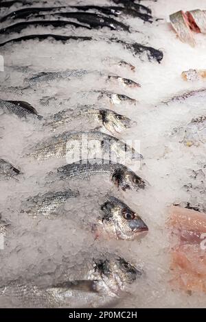 Verschiedene Arten von frischem Fisch mit Eis auf der Theke. Essen Stockfoto