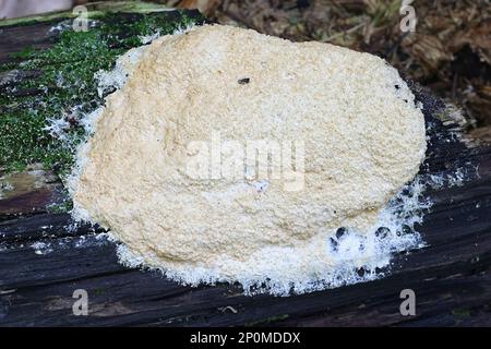 Fuligo septica var. Candida, wie Rührei Schleimpilze und Hund erbrechen Schleimpilze bekannt Stockfoto