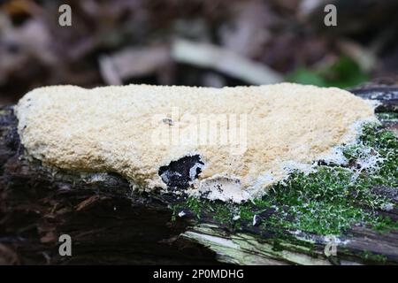 Fuligo septica var. Candida, wie Rührei Schleimpilze und Hund erbrechen Schleimpilze bekannt Stockfoto