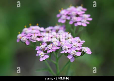 Artischocken, Achillea millefolium, mit violetten Blüten, traditionelle Heilpflanze Stockfoto