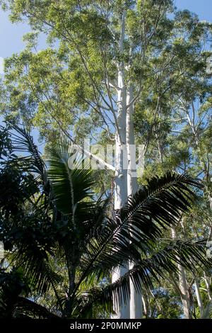 Kontrastierende Bäume im australischen subtropischen Regenwald. Dunkle Fronds auf der Bangalow-Palme vor dem majestätischen Eucalytus grandis mit fast weißem Stamm. Qld. Stockfoto