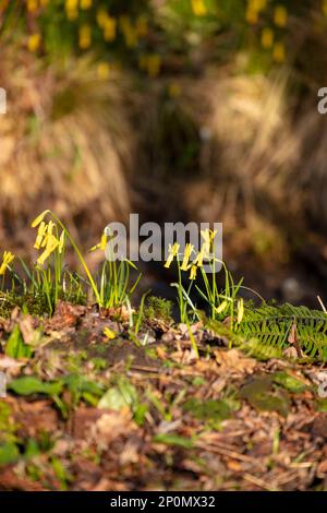 Faszinierendes Narziss cyclamineus, Cyclamen Narzissen blühen in der späten Wintersonne. Natürliche Umweltpflanzenporträt Stockfoto